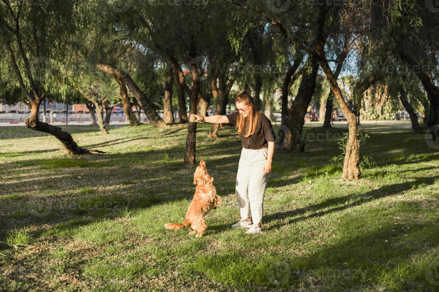 Woman shows affection to her cocker spaniel in a sunny park on a peaceful day photo
