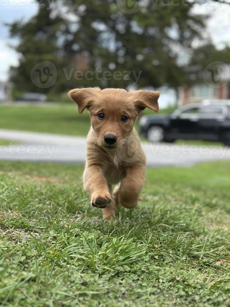 Golden Retriever Puppy Running on Grass photo