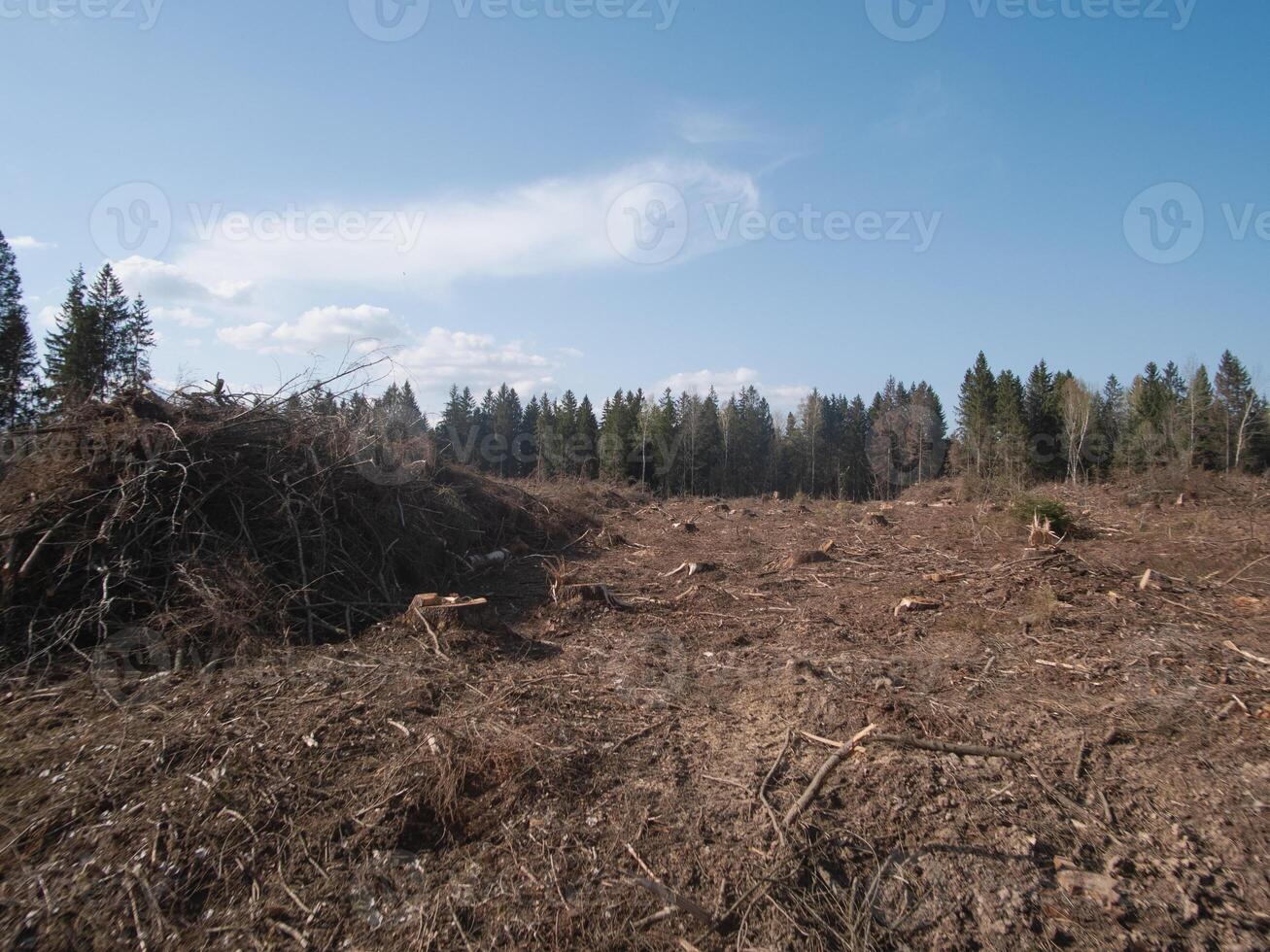 A deforested landscape portrays vast areas of cleared ground and leftover timber remnants beneath a clear blue sky photo