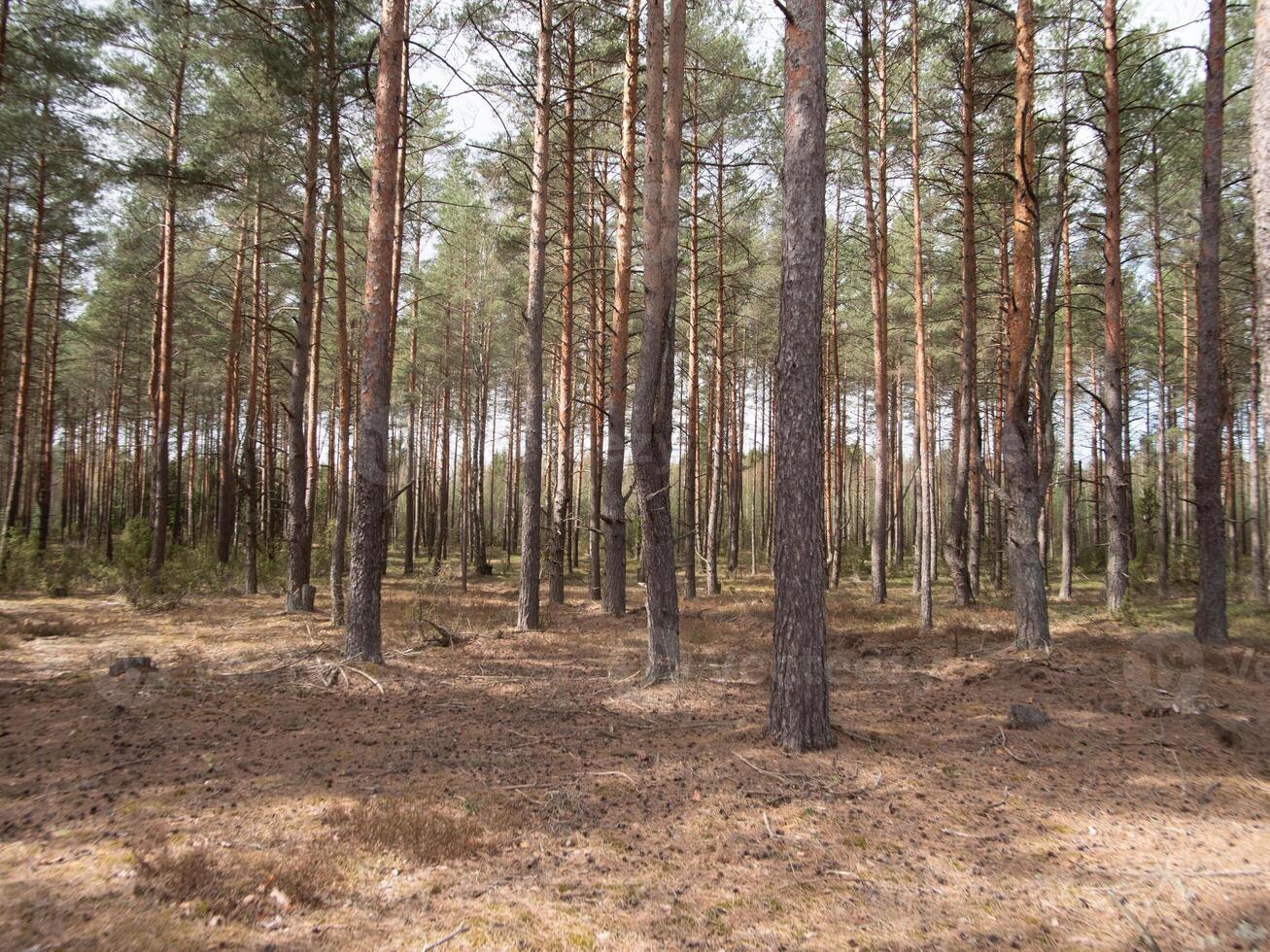 A peaceful and serene pine forest scene showcasing towering trees surrounded by a beautifully natural earthy landscape photo