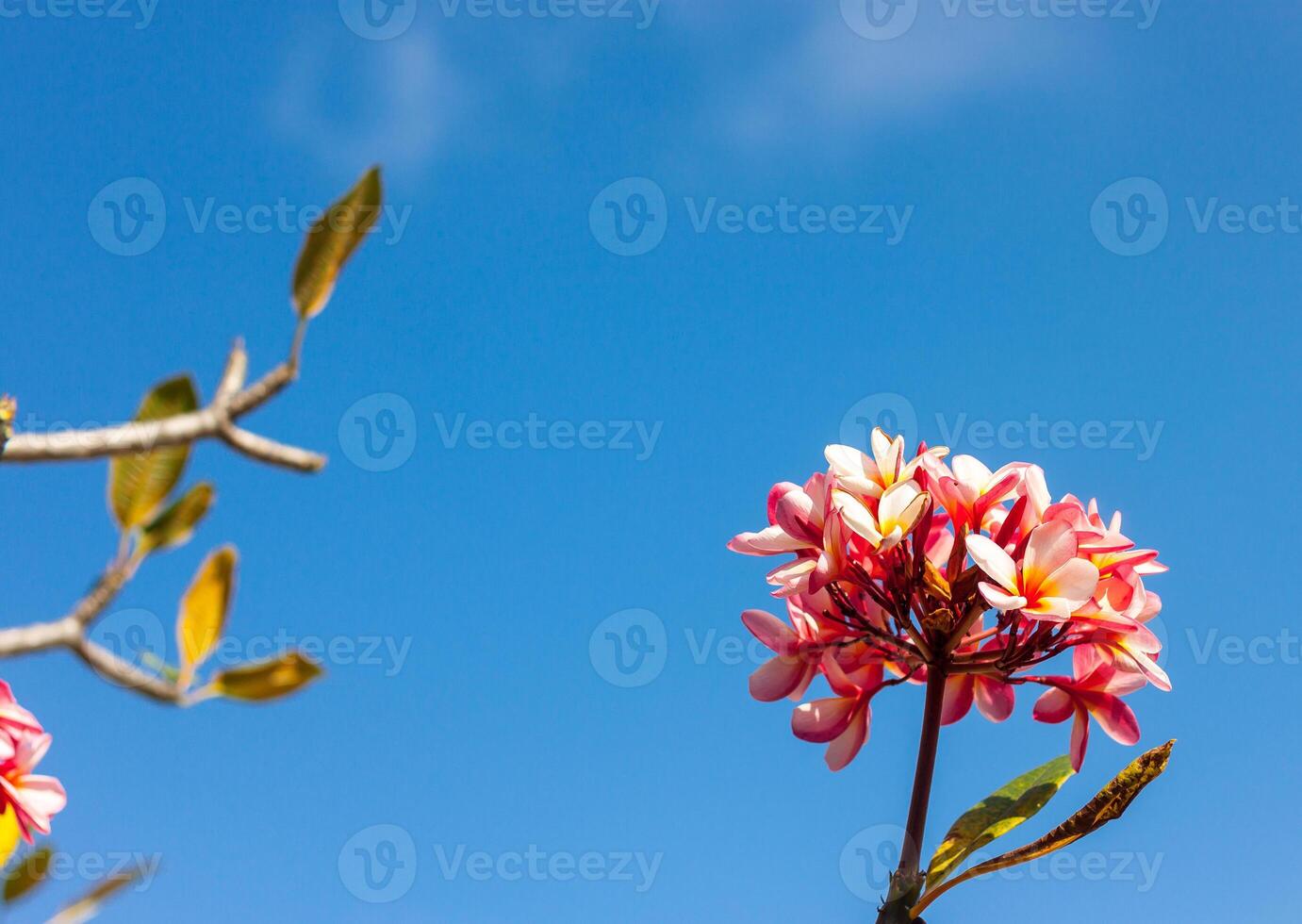 a flower with a blue sky in the background photo