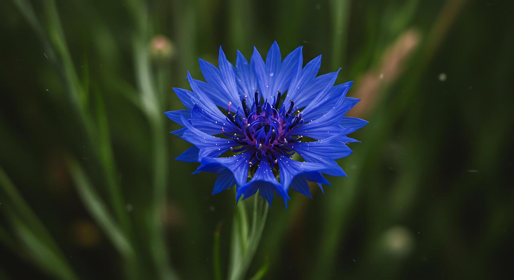 High-Resolution Flower Portrait with Exquisite Texture Details photo