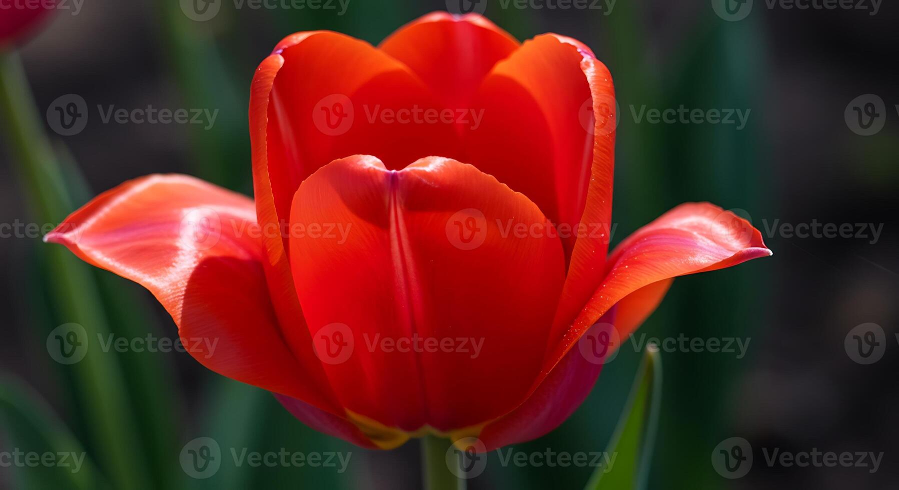 Crisp Outdoor Flower Close-Up with Natural Lighting and Texture photo