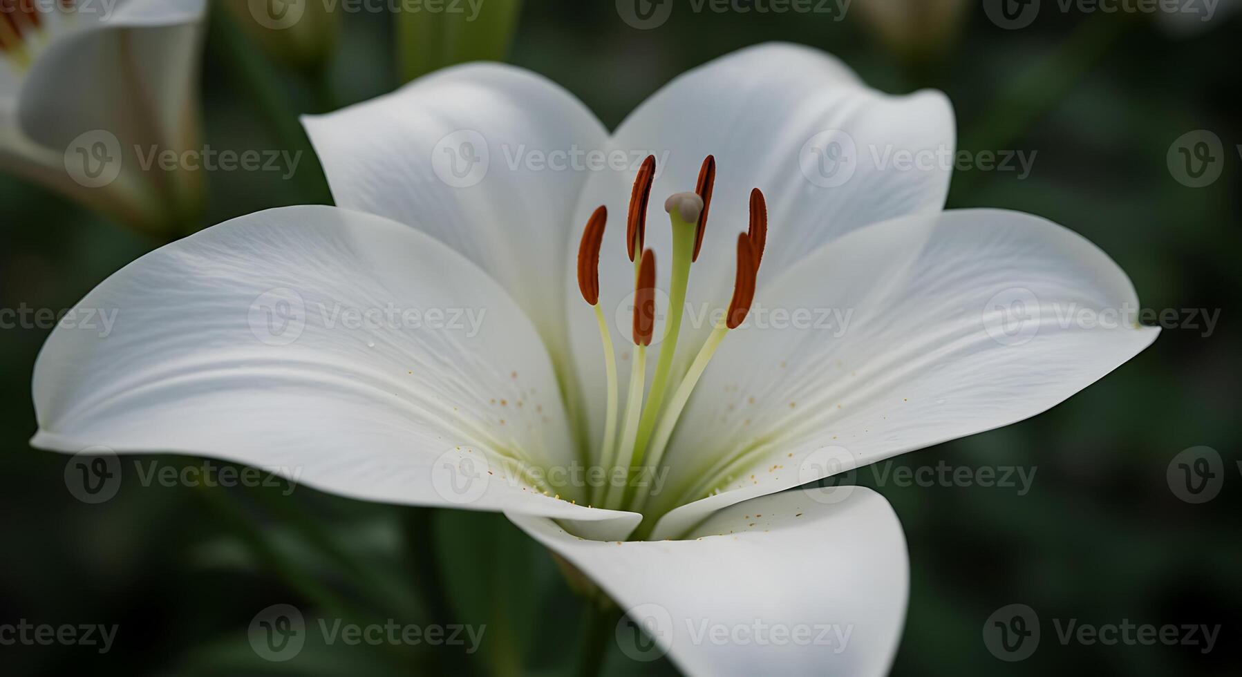 High-Resolution Outdoor Close-Up of a Flower Sharp Features photo