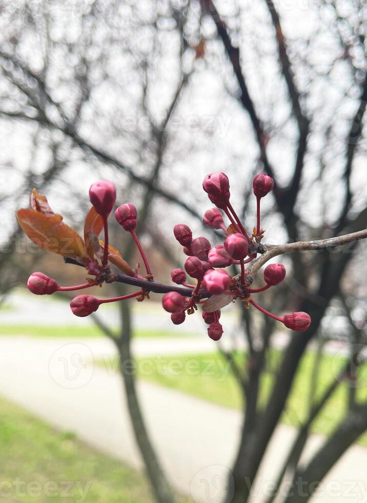 spring flower. pink Cherry flower photo