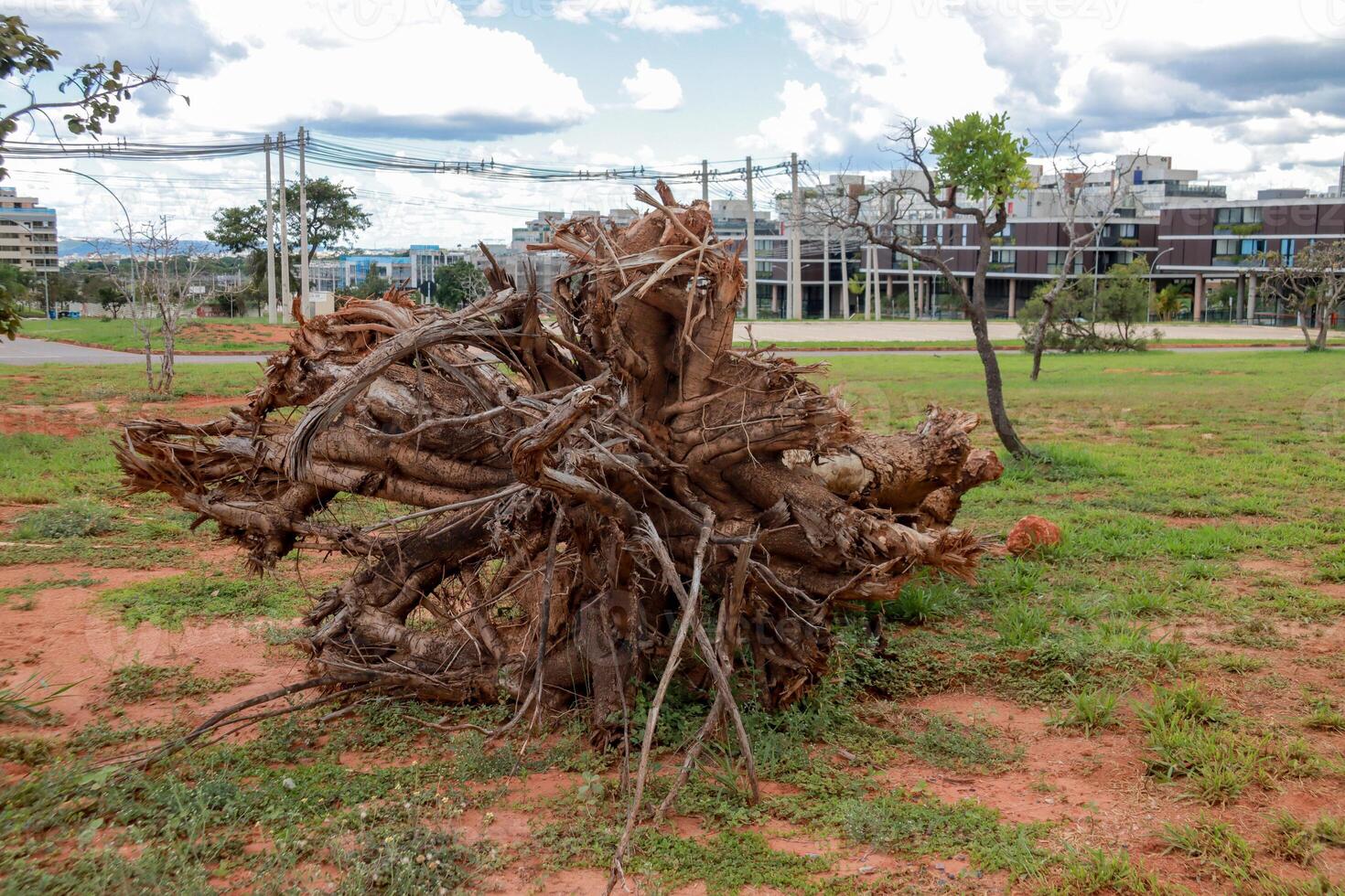 A Fallen Tree Stump being cleared out of an urban area photo