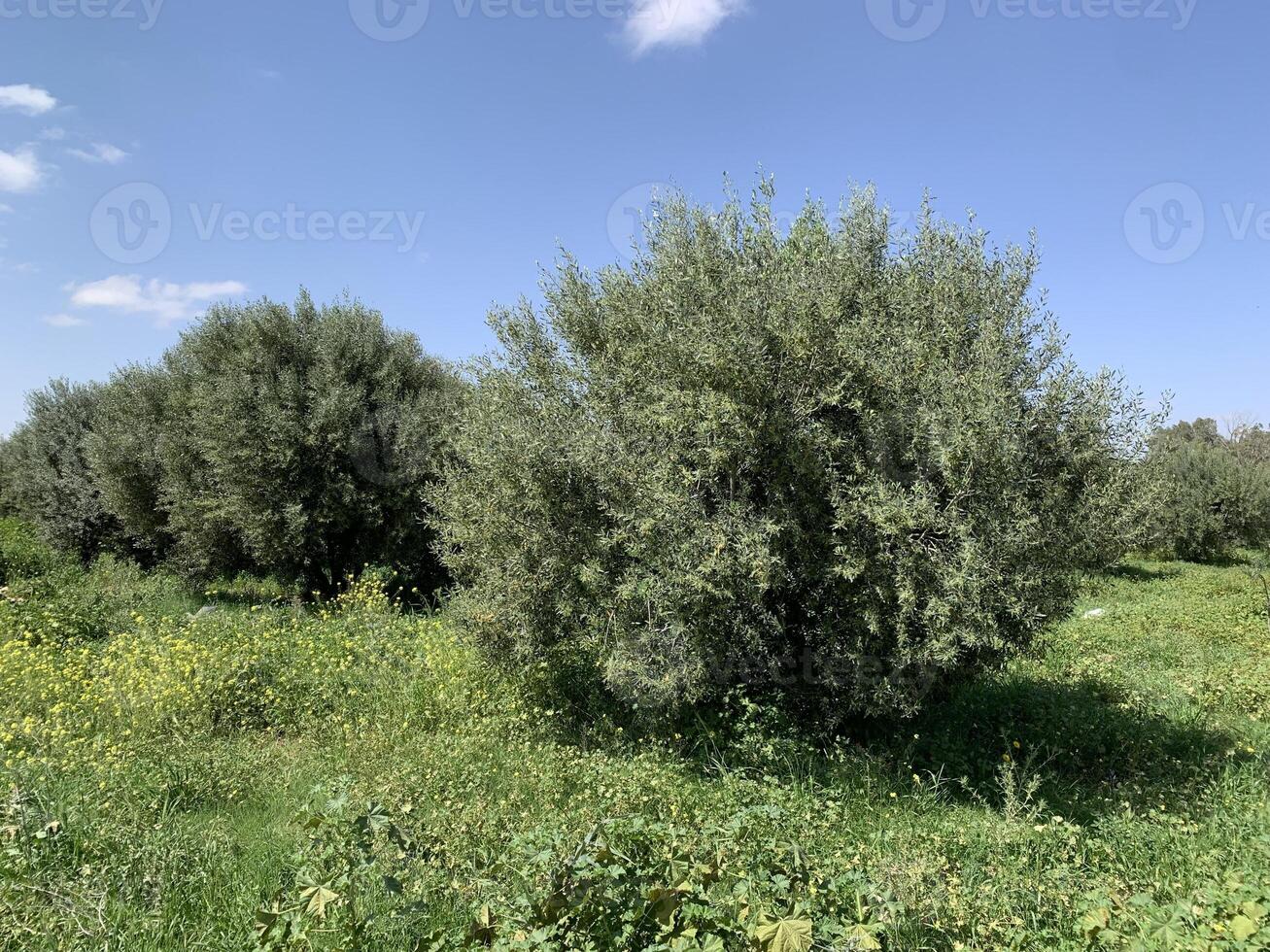 A field of green trees with a blue sky photo