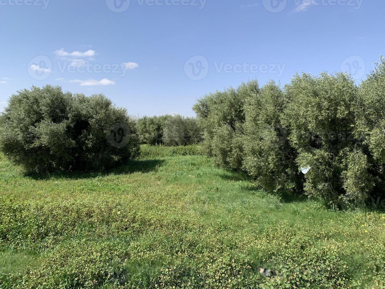Olive trees in a field with grass and bushes photo