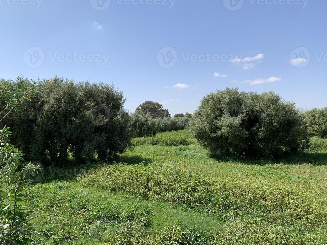 A field of green trees and bushes with a blue sky photo