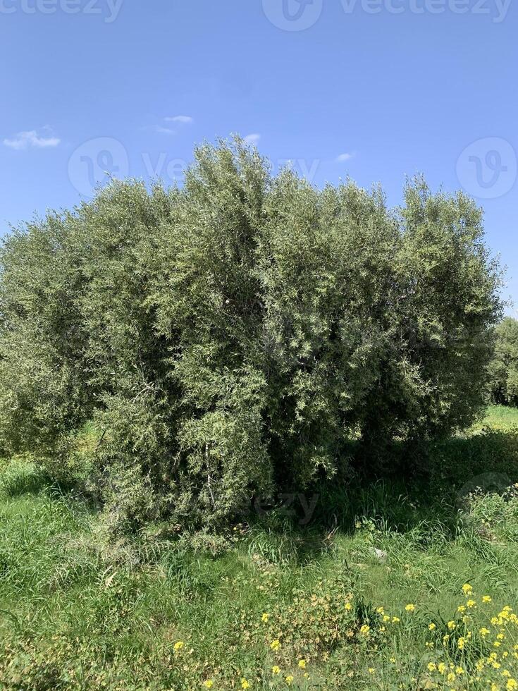 A tree in the middle of a field with grass and flowers photo