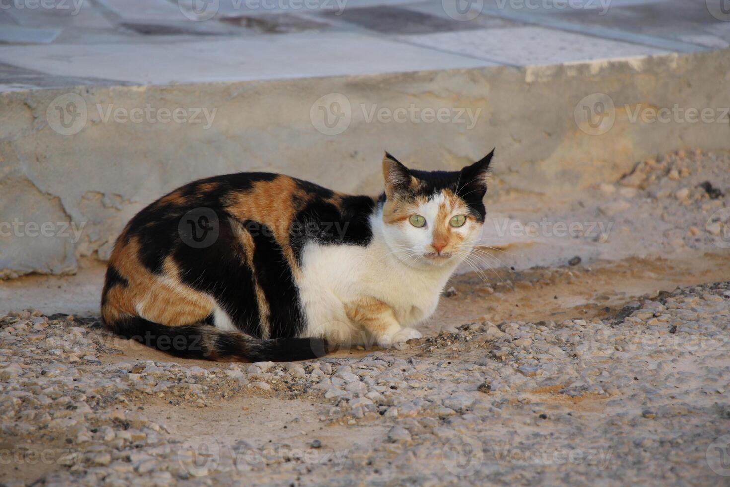 a cat sitting on the ground photo