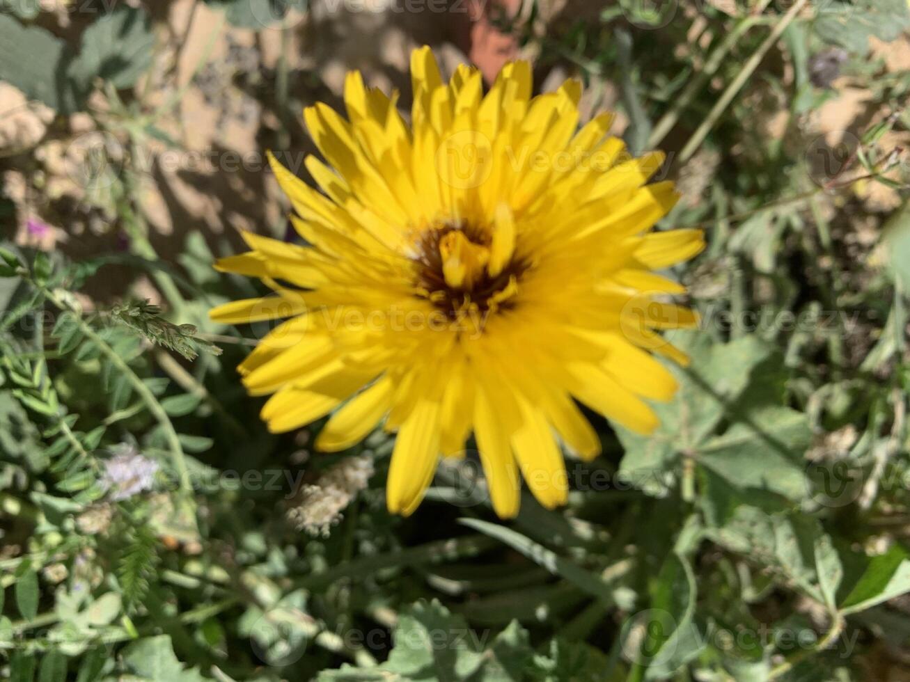 A yellow flower is in the middle of a field photo