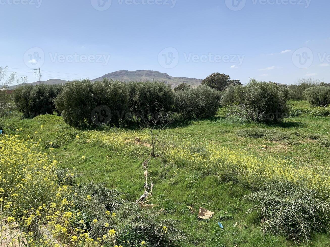 A field with yellow flowers and green grass photo