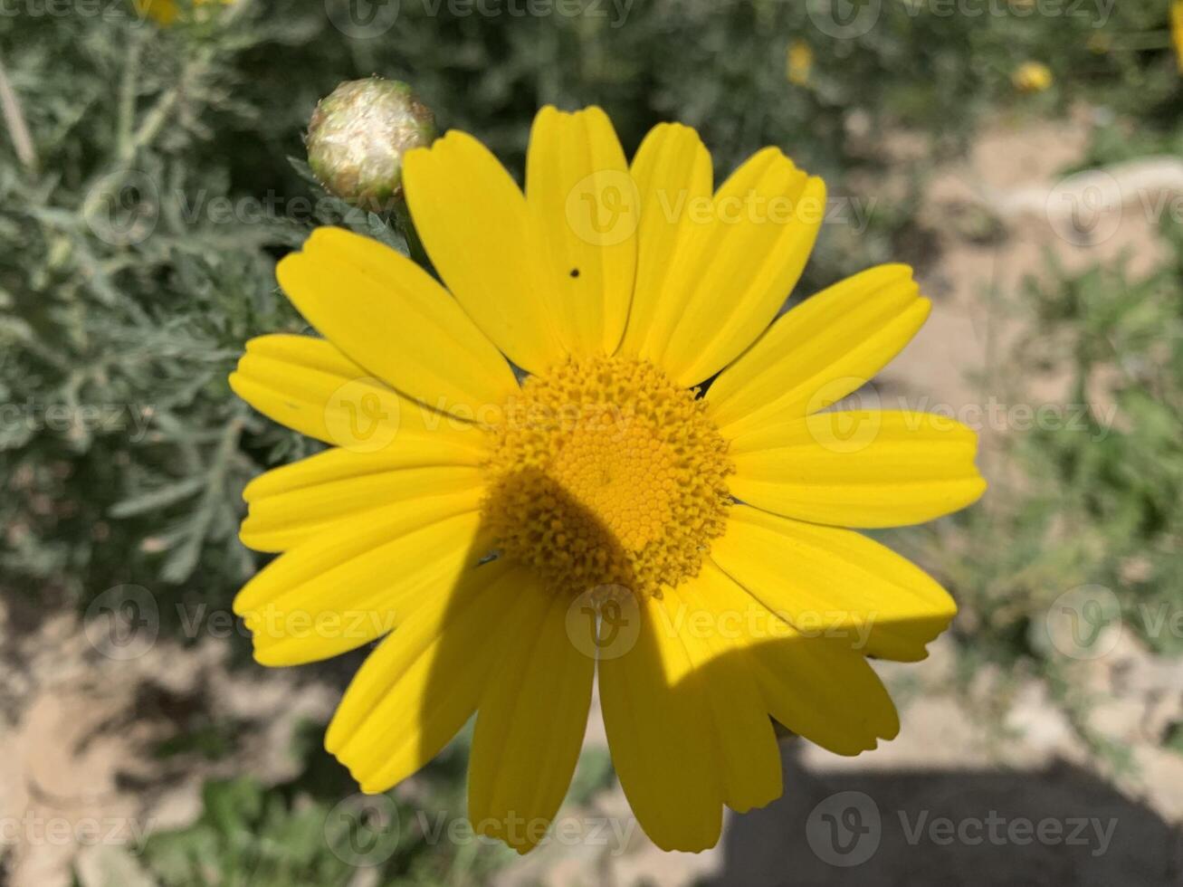 A yellow flower with a shadow on it photo