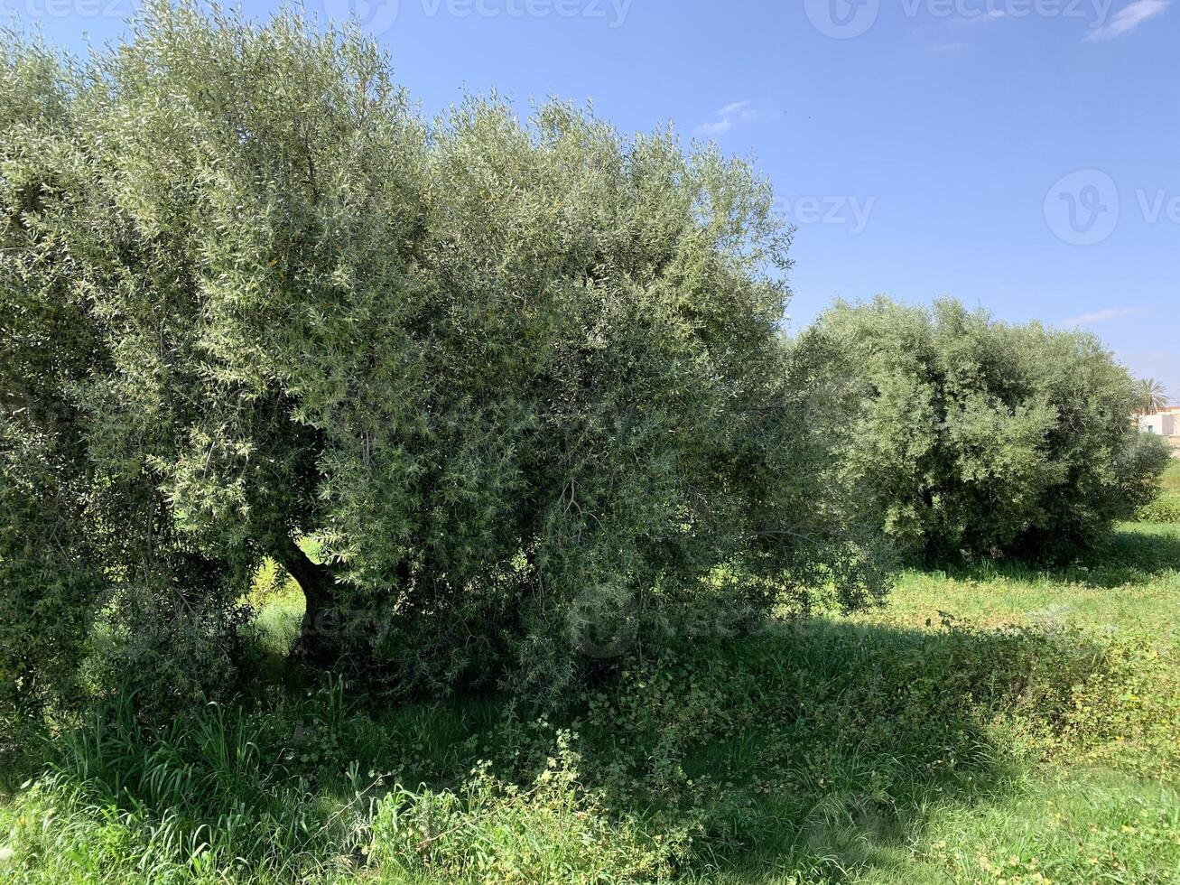 Olive trees in the olive grove photo