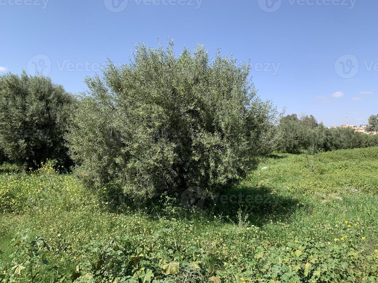 An olive tree in a field with green grass photo