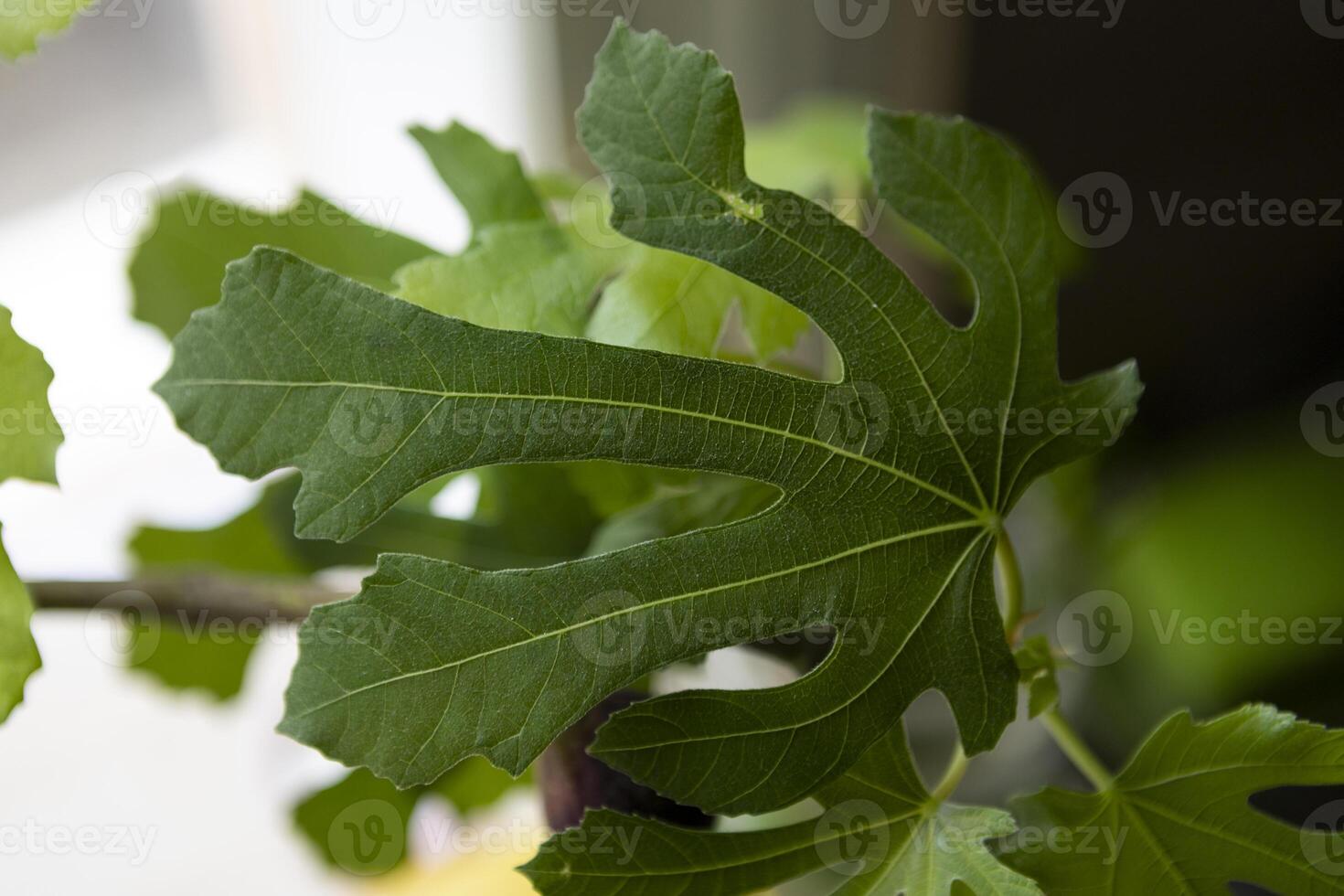 green fig leaves in soft natural light photo