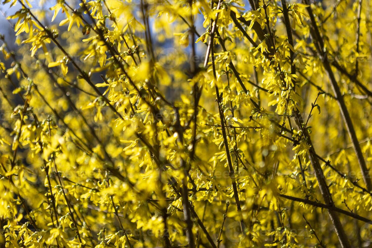 yellow flowering forsythia bush photo