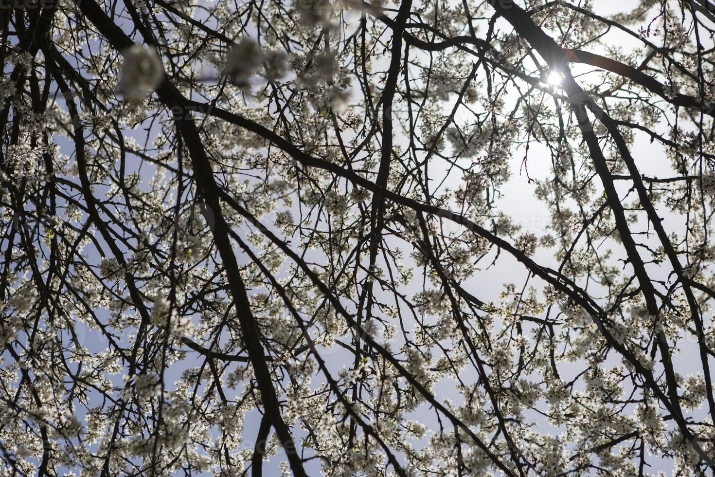 Beautiful blossom tree on a sunny spring day, sun on the background photo