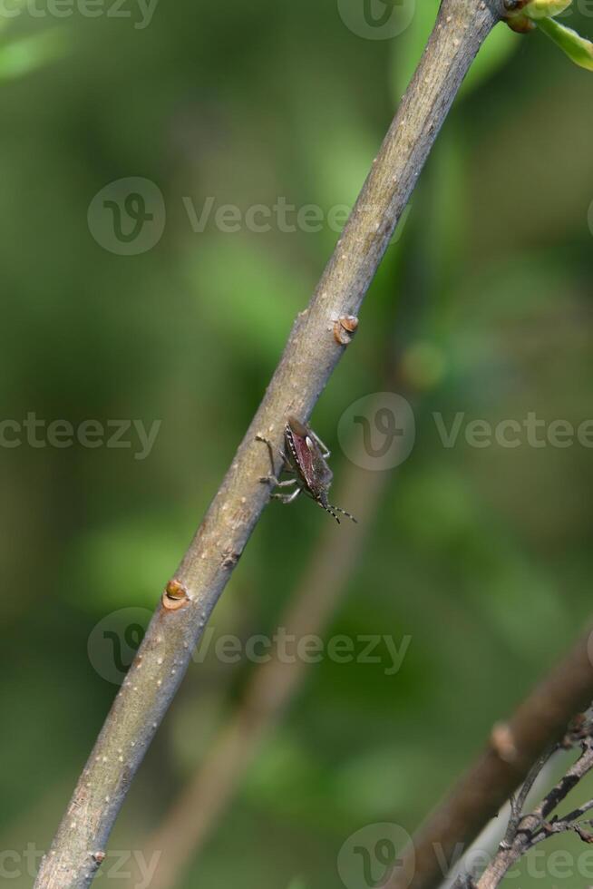 a bug sitting on a branch with leaves in the background photo