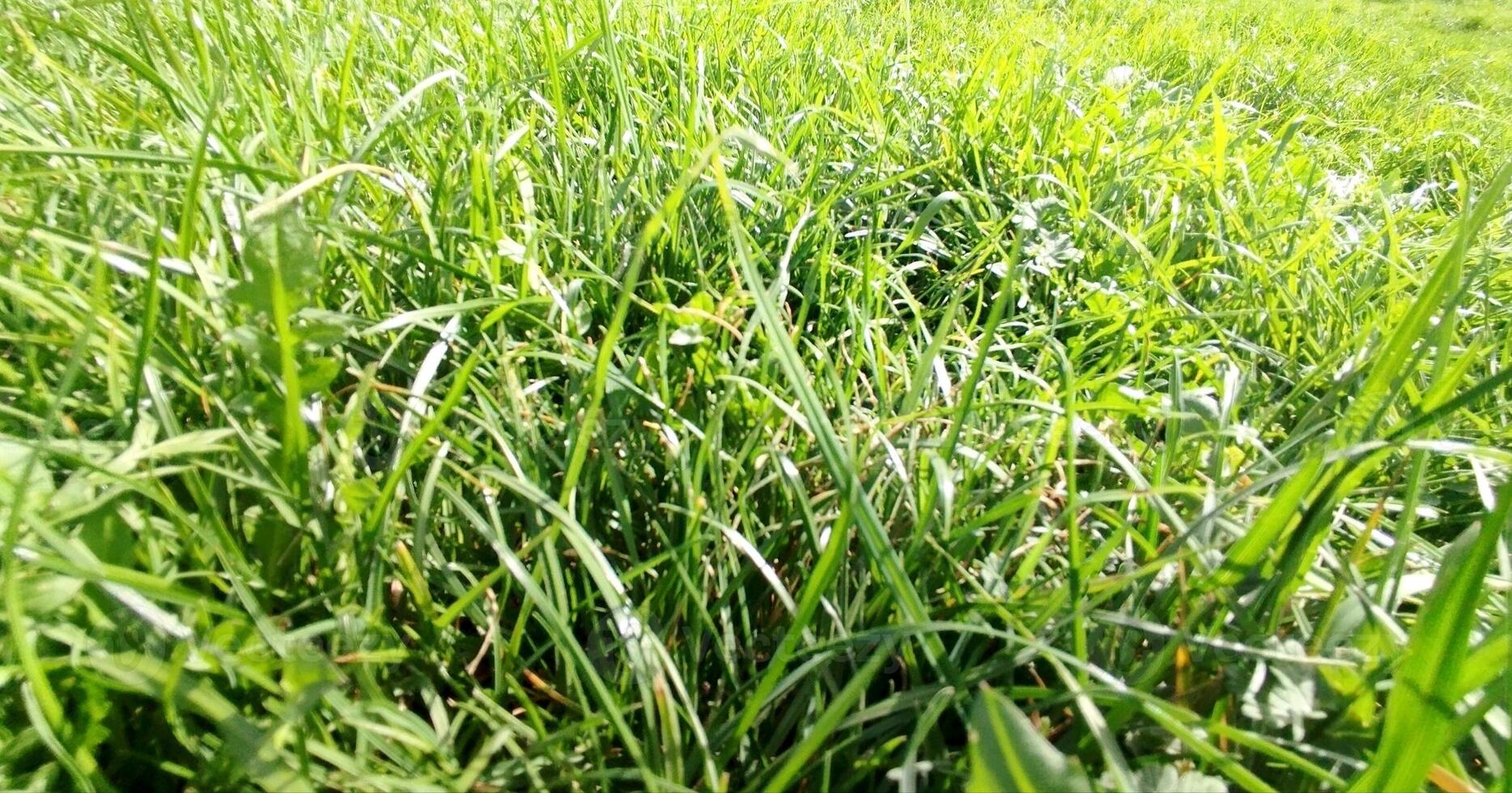 Close up of green young grass photo