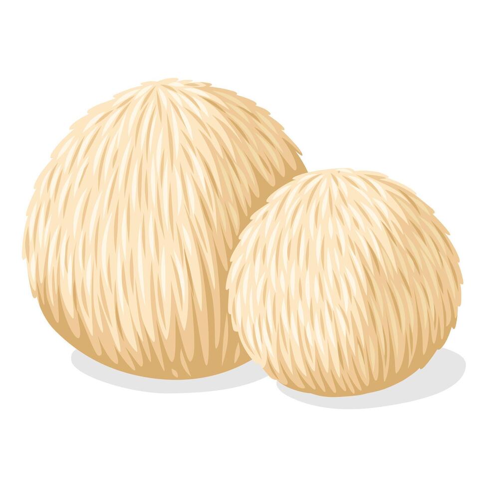 Illustration of lion's mane mushroom, isolated on white background. vector