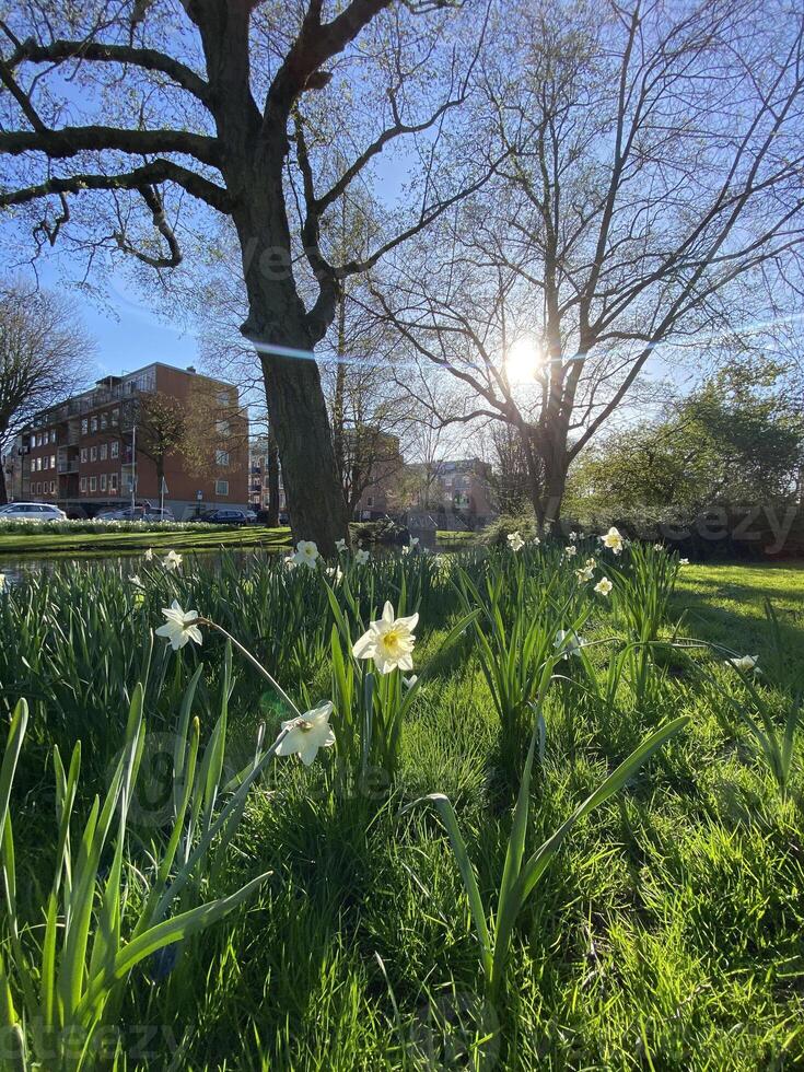 Field of Blooming Daffodils in Spring photo