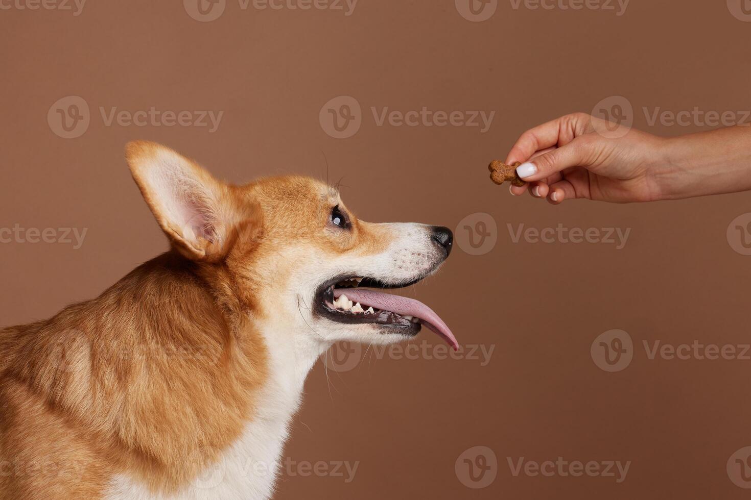 Happy Corgi dog with tongue out staring at treat held by owner's hand on brown studio background. photo