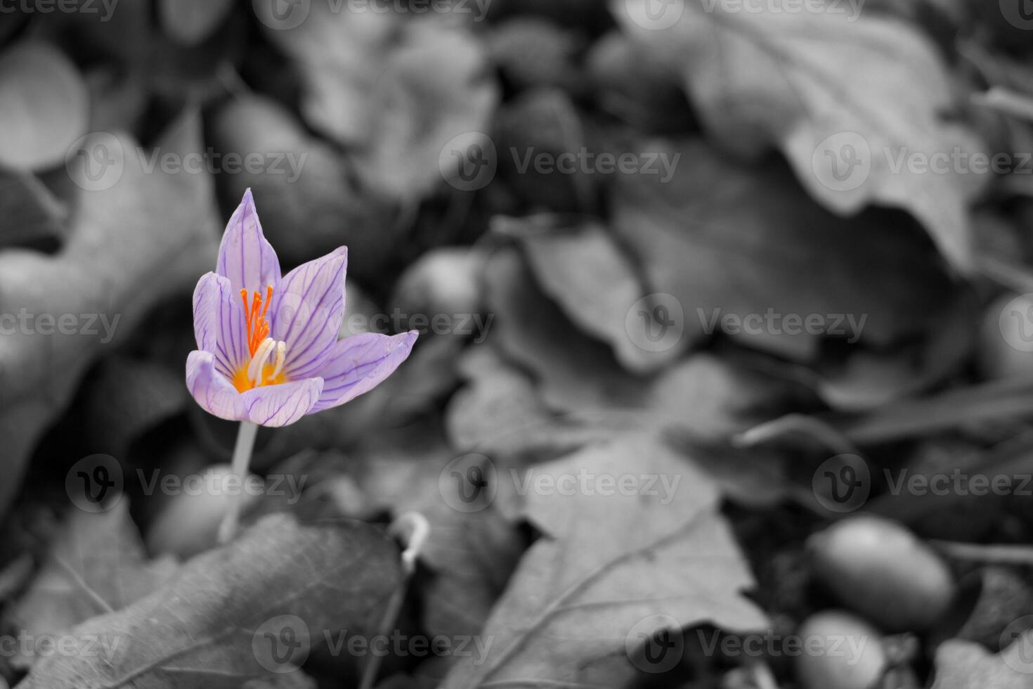 A crocus flower blooming among black and white leaves photo