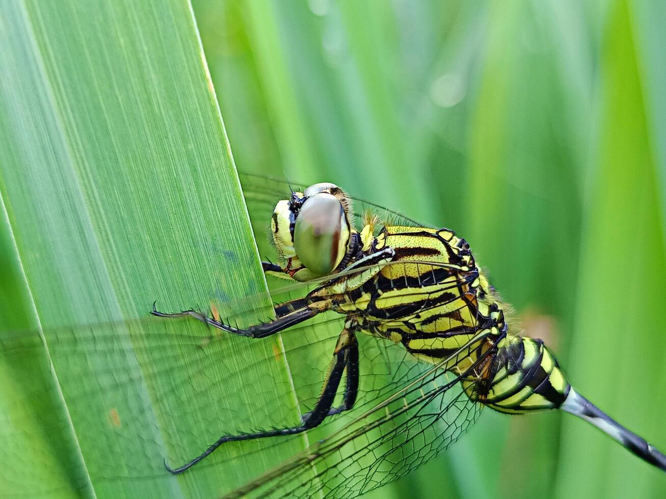 macro shot dragonfly eye in the wild photo