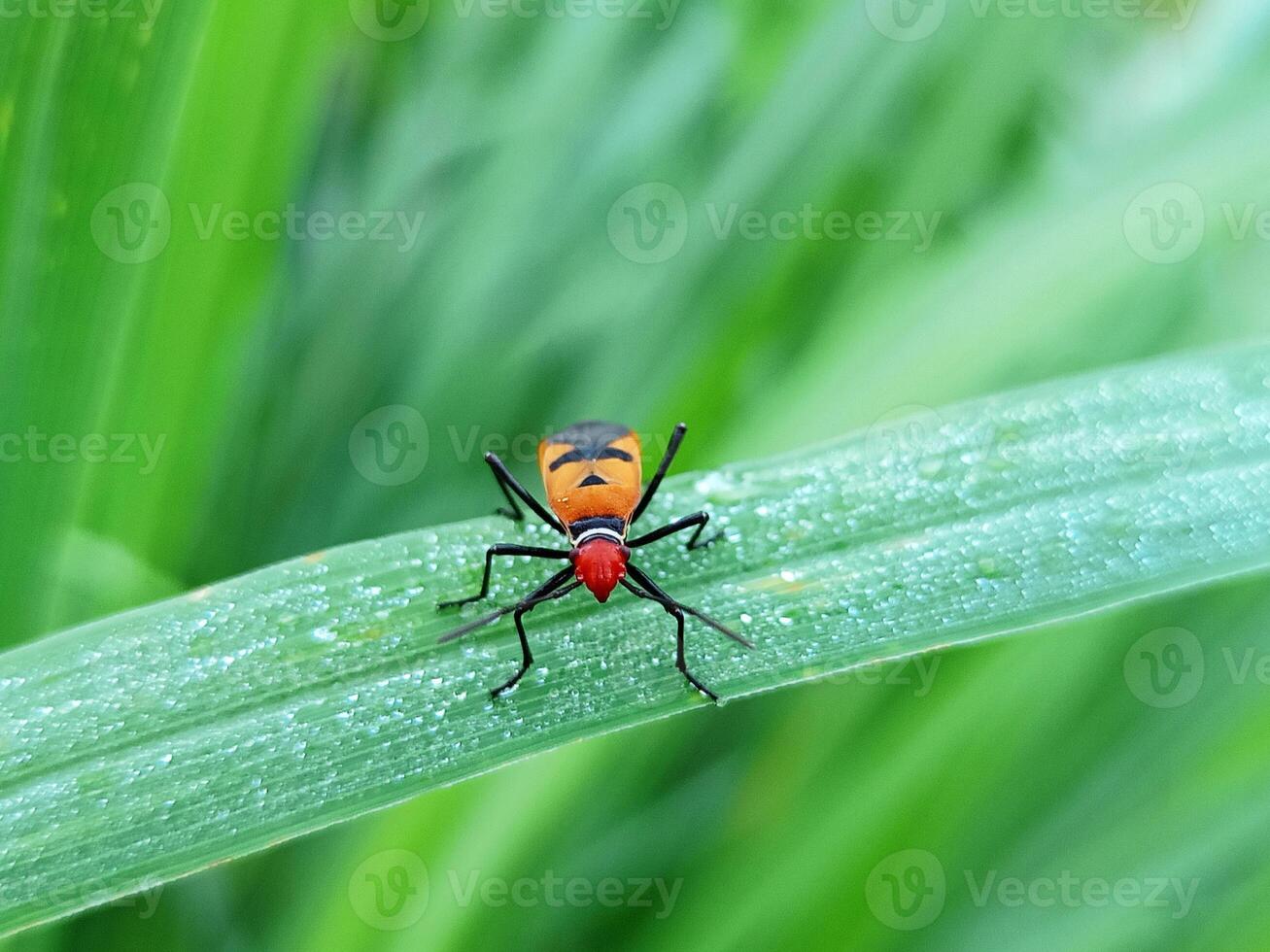 macro photography shot front red cotton bug photo