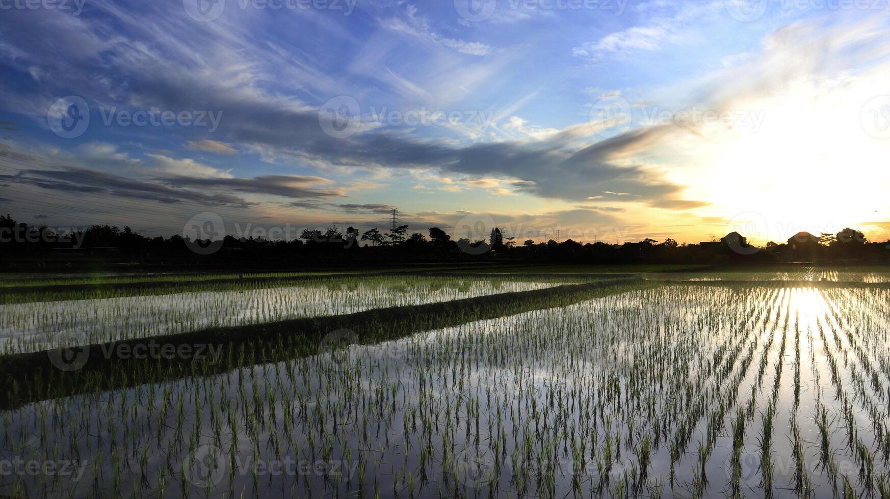 Morning Sunrise Paddy Field View natural background photo