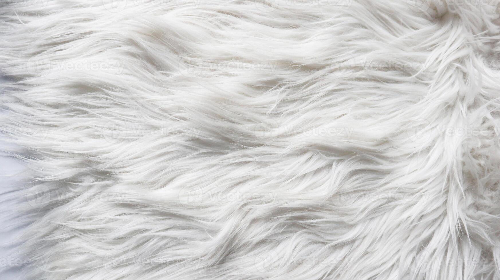 Fluffy white fur texture close up showing photo
