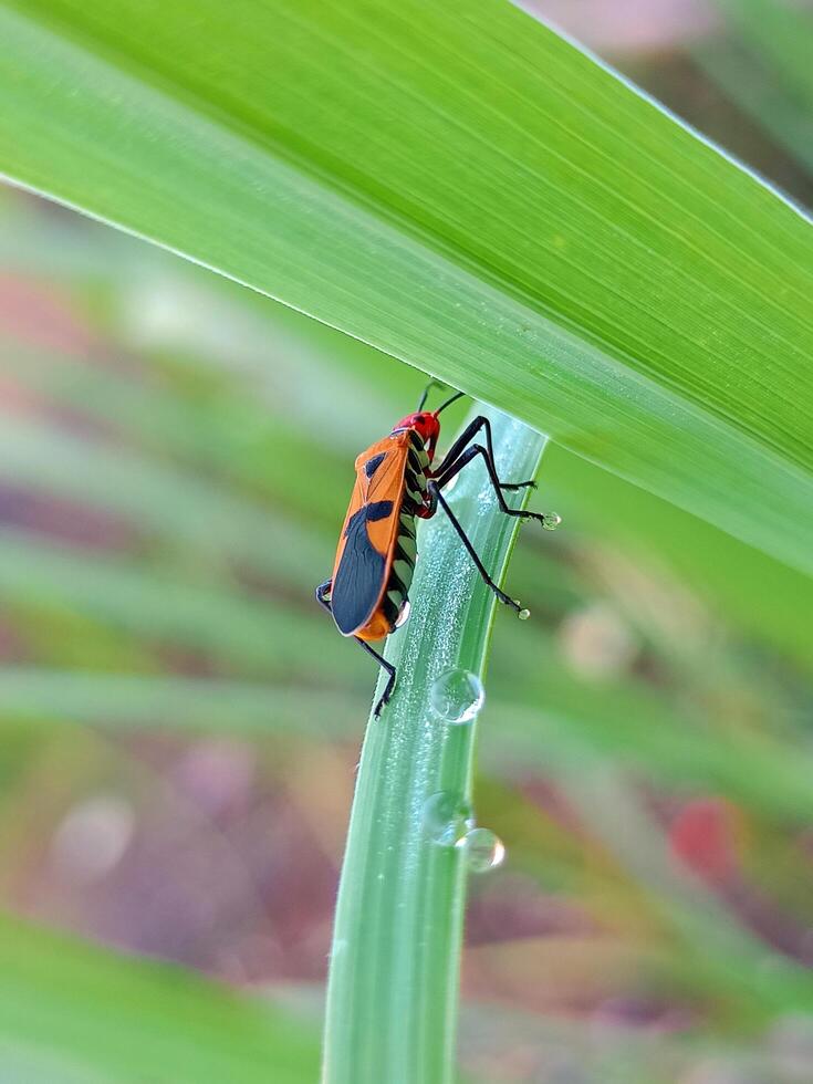 red cotton bug Dysdercus cingulatus striking photo