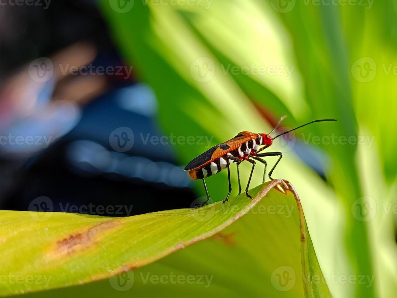 Close-up of Red Cotton Bug photo
