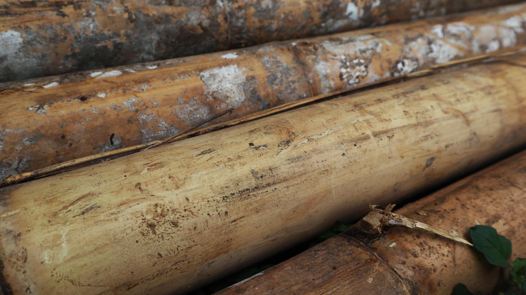 Bamboo Stalks with Lichen Surface photo