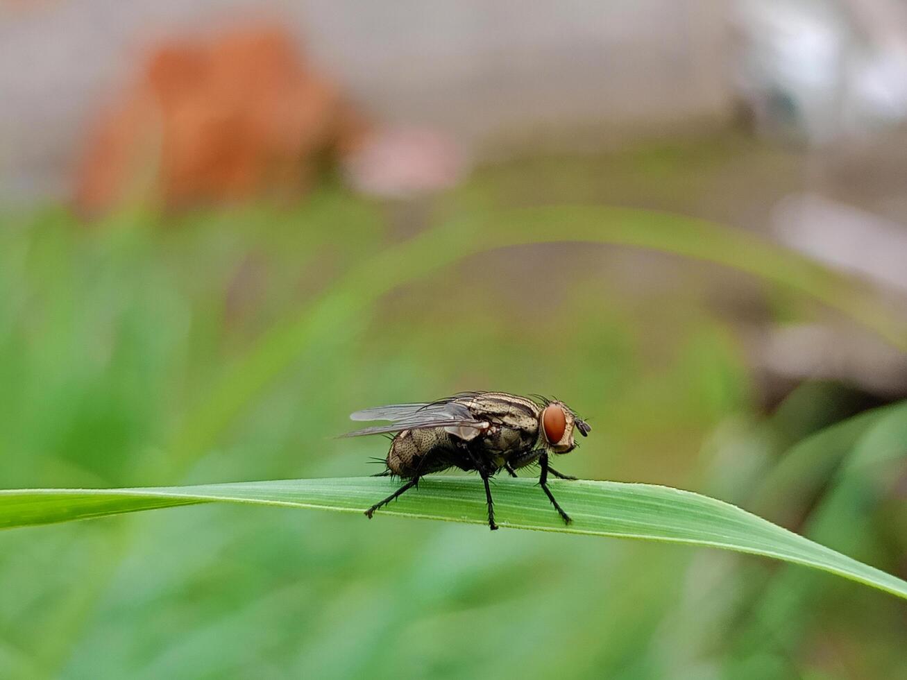 Fly on Leaf Macro Natural Insect photo