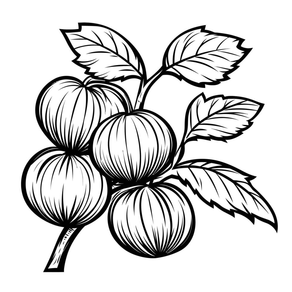 Black and white drawing of a branch with four small fruits on it vector