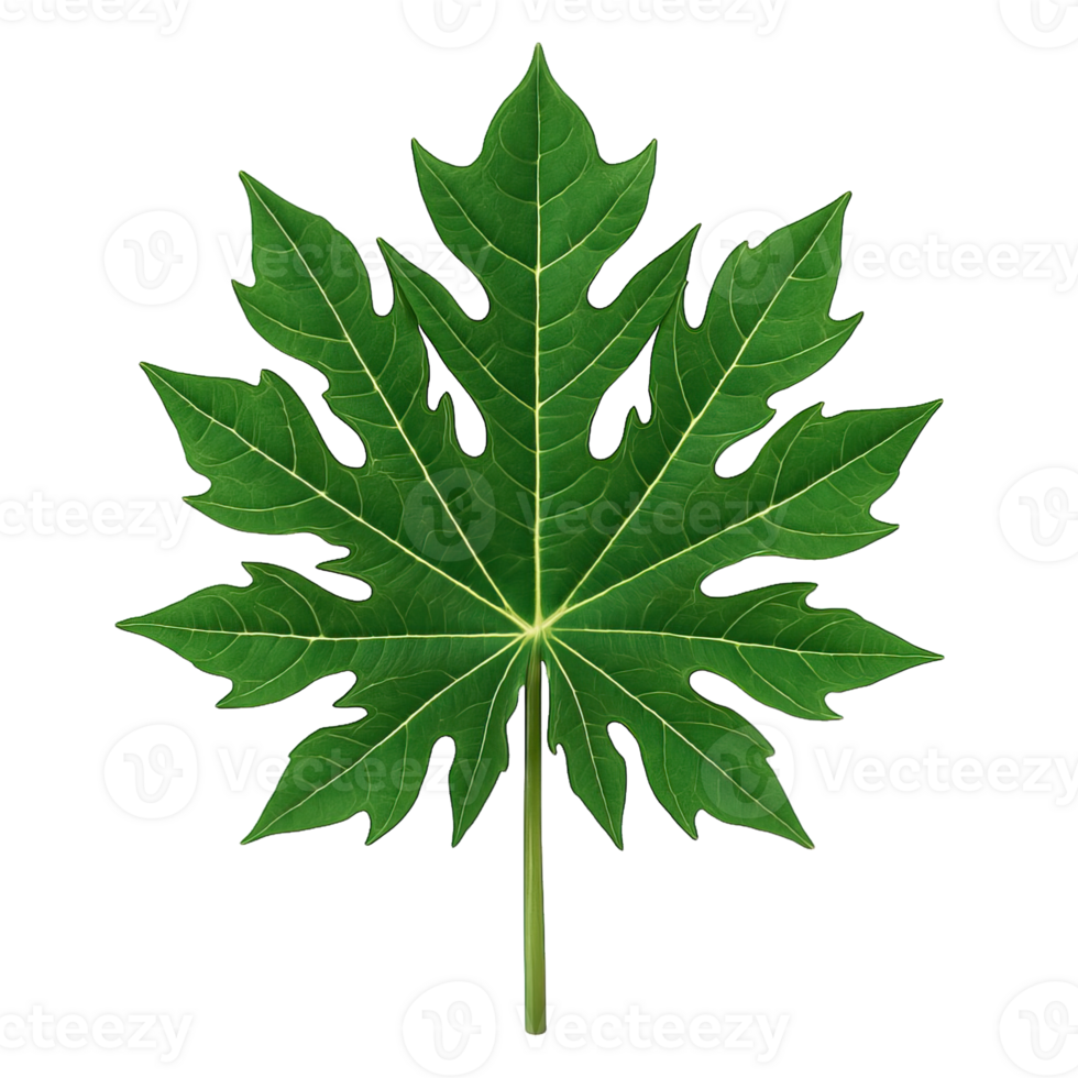 Realistic single papaya leaf isolated on transparent background, png
