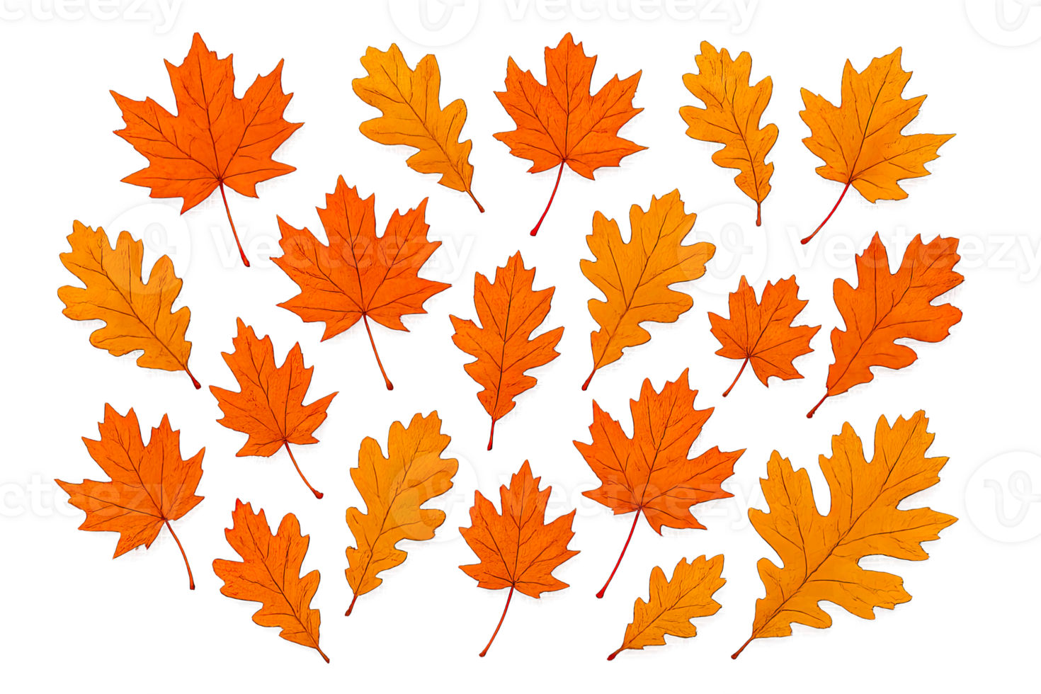 Autumn Maple and Oak Leaves Scattered Isolated on Transparent Background, png