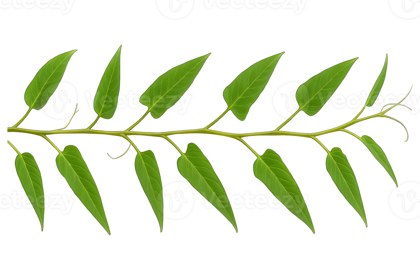 Long Green Leaf Branch Isolated on Transparent Background, png