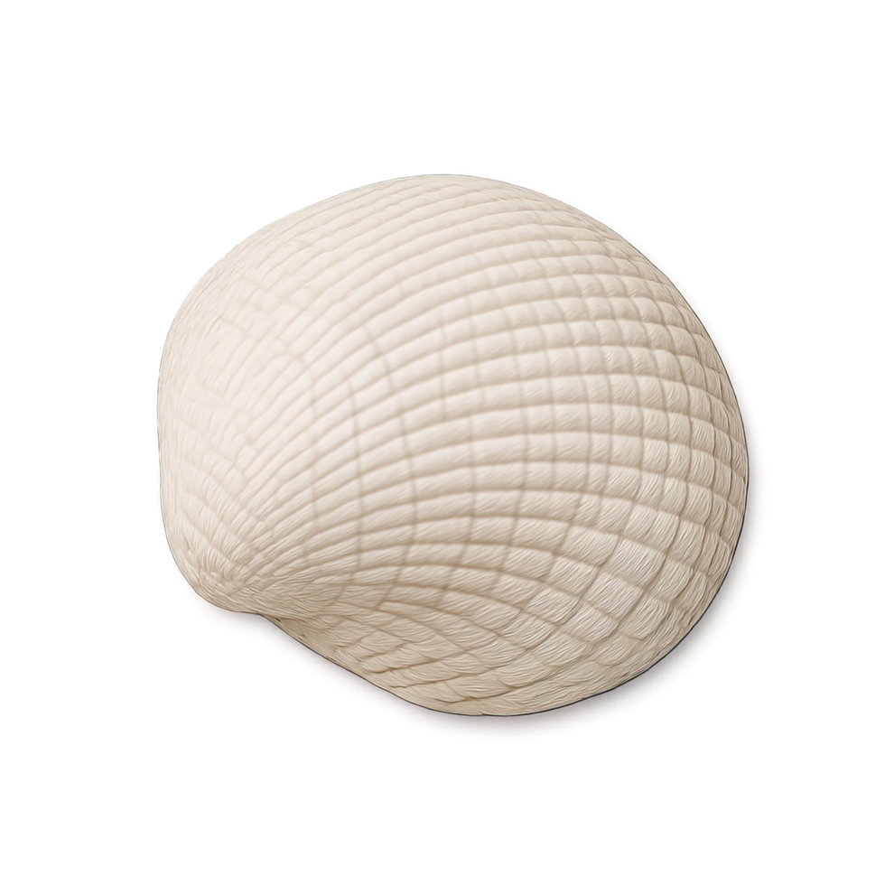 Realistic White Seashell Flat Lay Isolated on Transparent Background, png