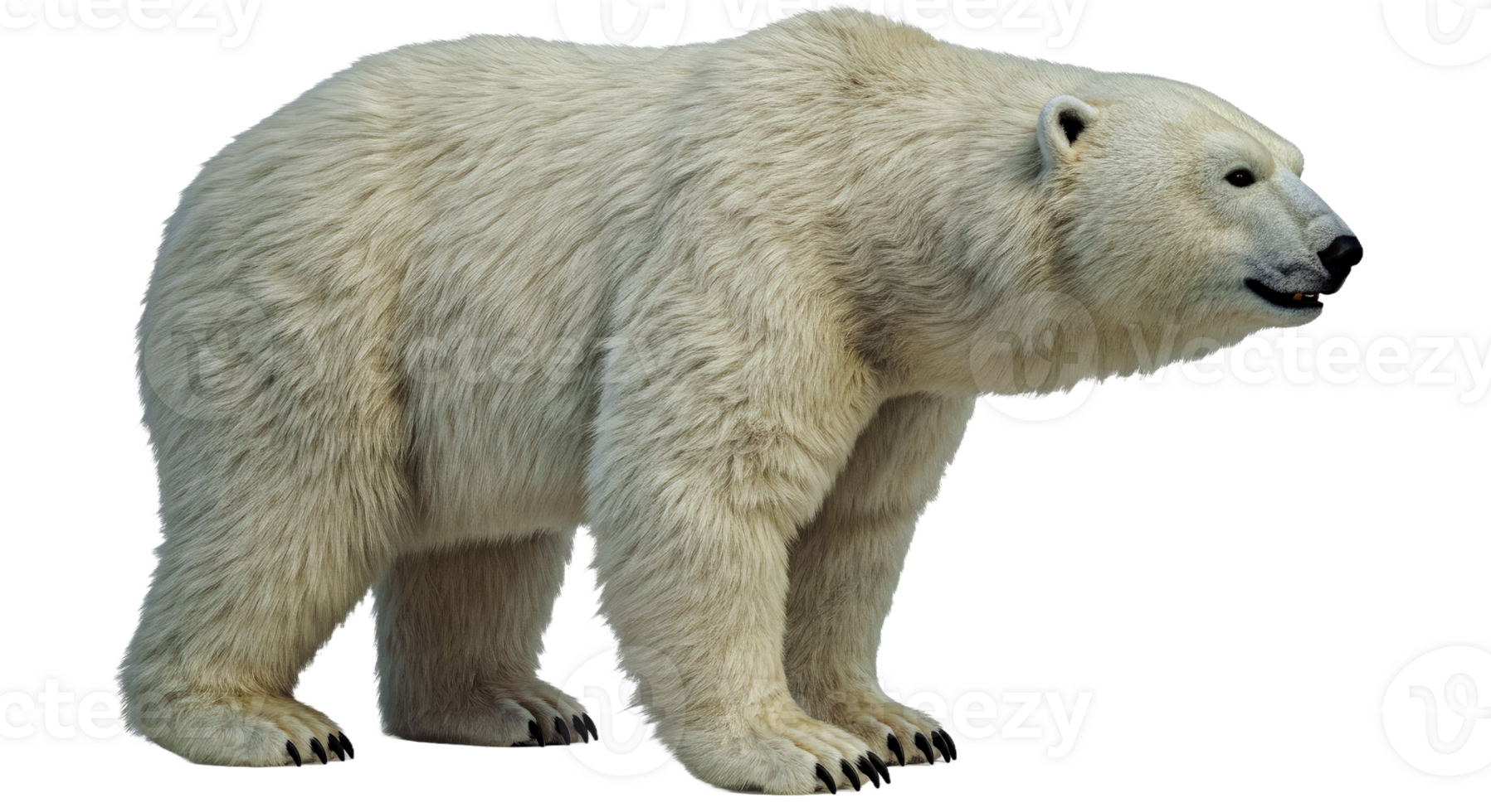 A polar bear standing on a transparent background png