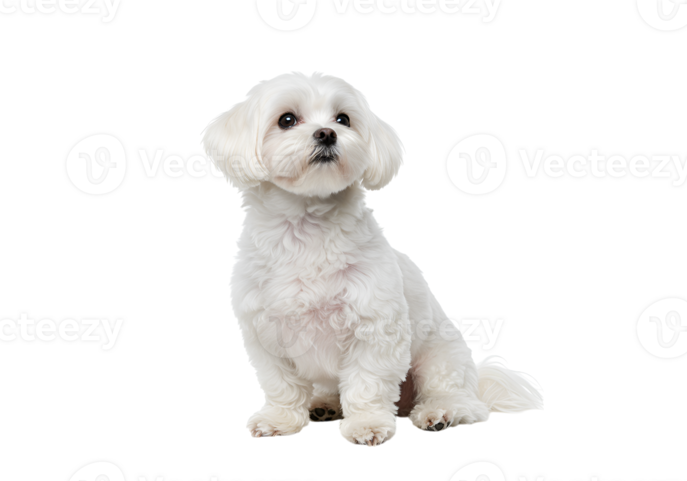 Maltese dog sitting attentively looking up on a plain setting, isolated png