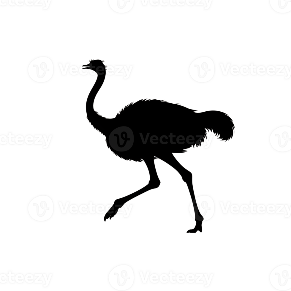 Ostrich silhouette isolated outline of a large flightless bird walking, side profile view png