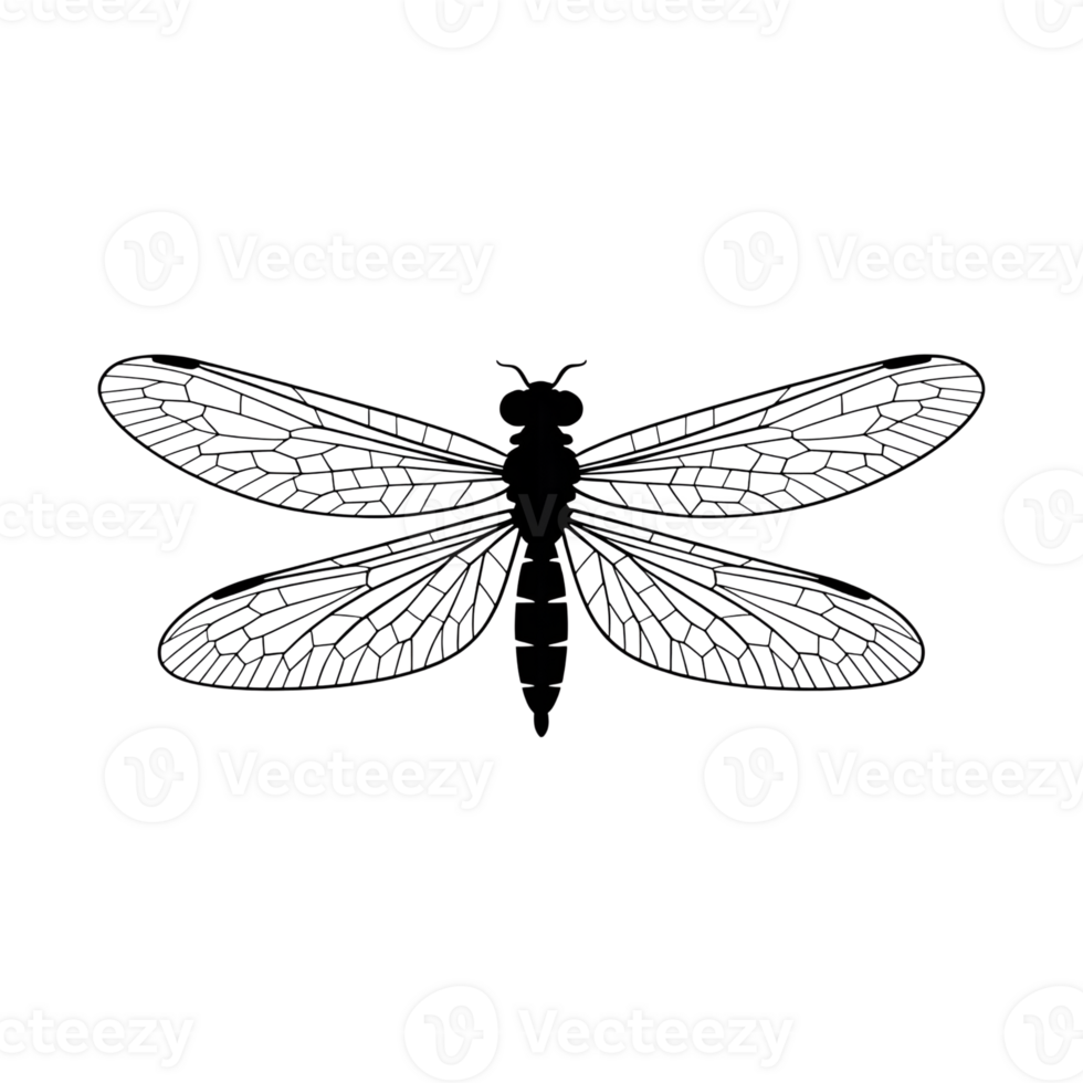 Dragonfly illustration with detailed wings and body in simple line art png
