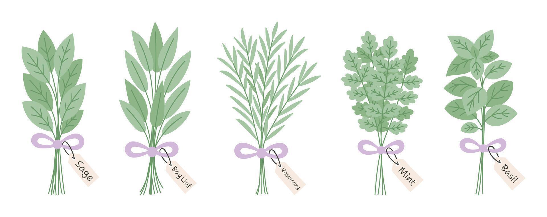 Flat hand drawn illustration of herb bundles with labels including sage, bay leaf, rosemary, mint, and basil tied. Bunches of Italian herbs with purple bows vector