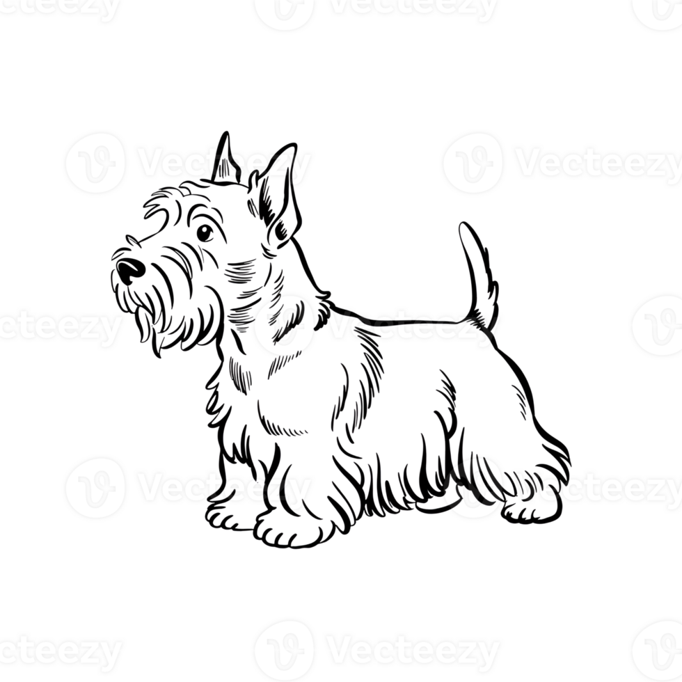 Scottish terrier illustration, standing dog, line art, pet animal, canine png