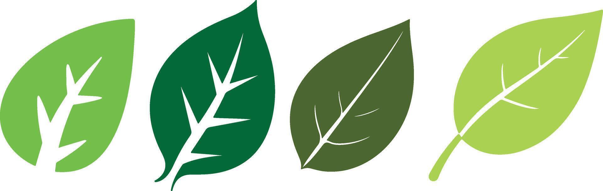 Illustrated Botanical Leaf Chart vector