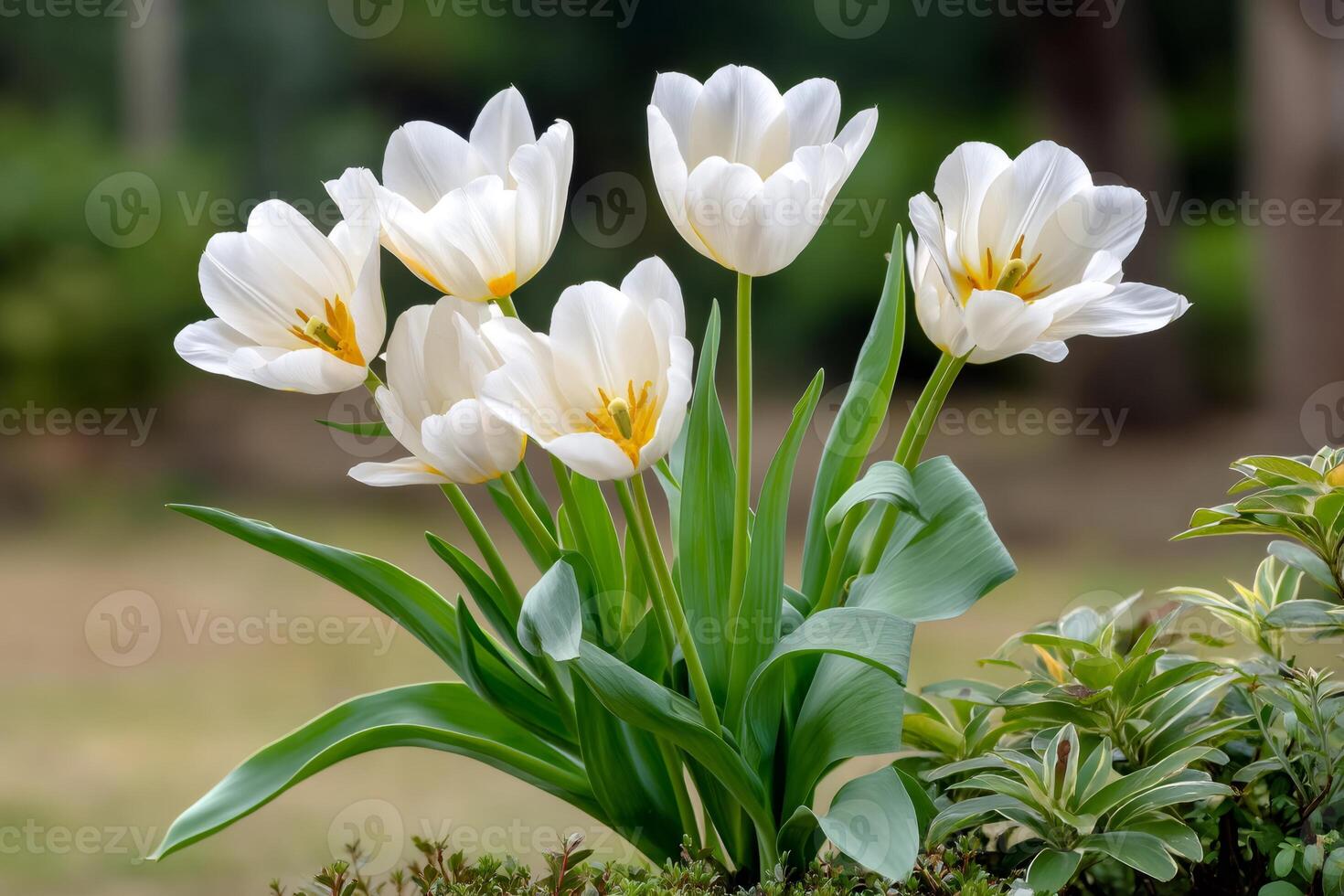 White tulips blooming in spring garden photo